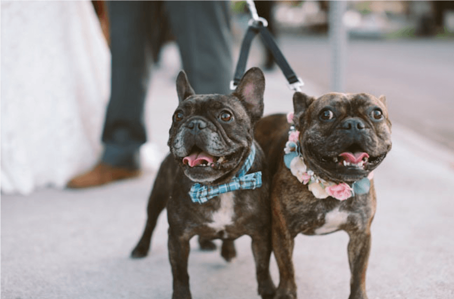 cute dog ring bearers wedding ring bearer funny los angeles wedding catering